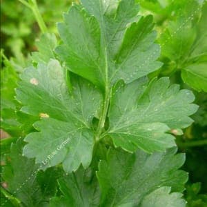 Plant Persil géant d'Italie