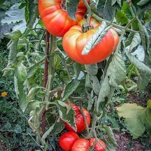 Bardérou plant tomate Portuguaise