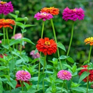 plant de Fleurs - zinnia