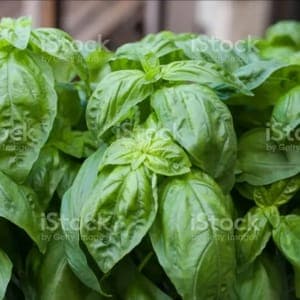 Plants aromatiques Basilic grand vert