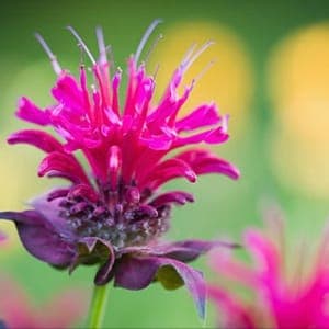 Plants aromatiques Monarde citron (pour tisane)