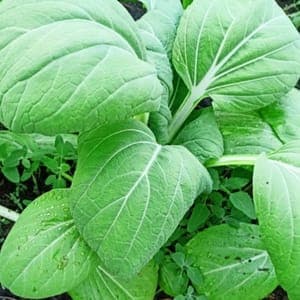 Pak choi