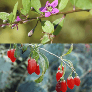 Baie de Goji - Lyciet