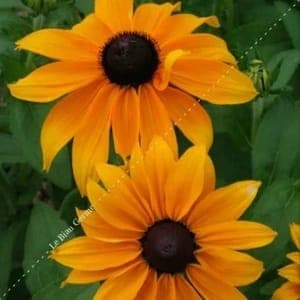 Plant fleur Rudbeckia