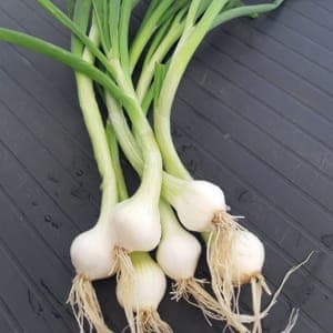 Oignons frais