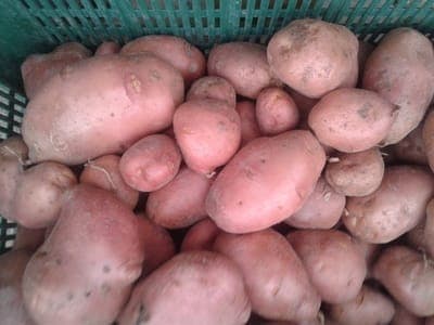 Pomme de terre tendre var  spunta