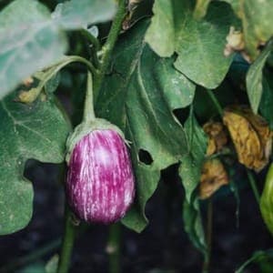 Plants d'Aubergines "listada de Gandia