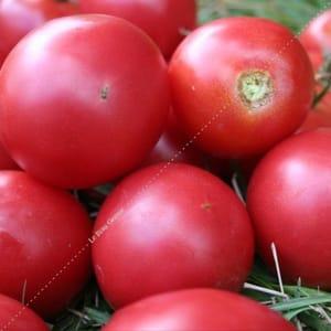 Plants de tomates Rose de Berne
