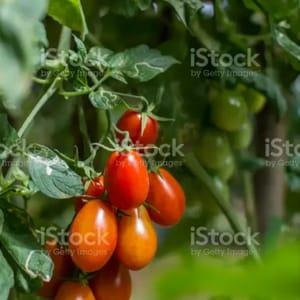 Plants de tomates Roma