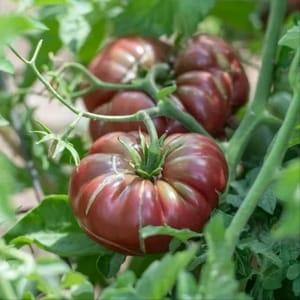 Plants de tomates Purple calabash