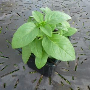 Plant Basilic Marseillais