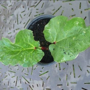 Plant Rhubarbe Victoria
