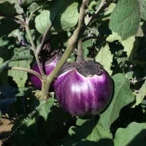 Plants d'Aubergines "Violette de Florence