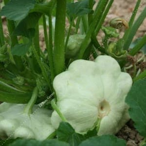 Plants de Courgette "patisson