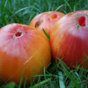 Plants de tomates ananas