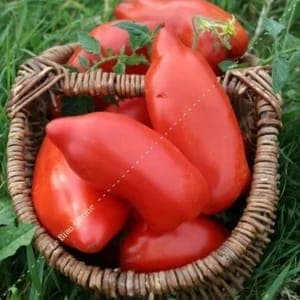 Plants de tomates Andes