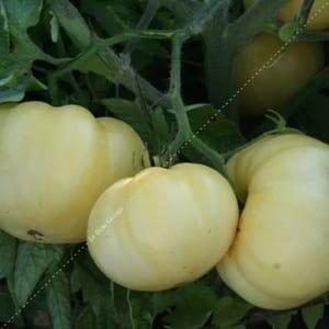 Plants de tomates beauté blanche