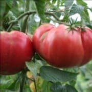 Plants de tomates Brandywine