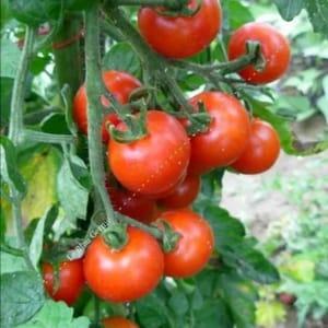 Plants de Tomates cerise-cocktail "Miel du Mexique