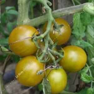 Plants de Tomates cerise-cocktail "raisin vert