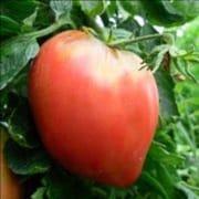 Plants de tomates coeur de boeuf rose