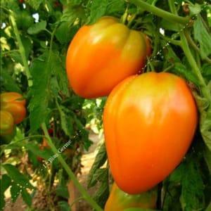 Plants de tomates coeur de boeuf orange