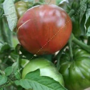 Plants de tomates Noire de crimée