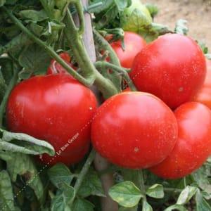 Plants de tomates Marmande