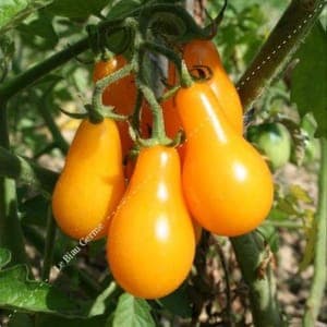 Bardérou plant tomate cerise Poire Jaune