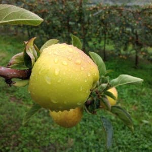 Pomme Jonagold