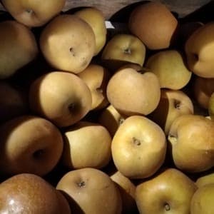 Pomme canada grise