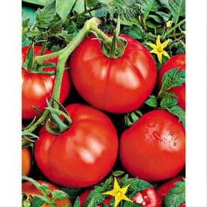 Plant  de Tomate ace 55