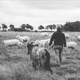 LA FERME DE BORD #4