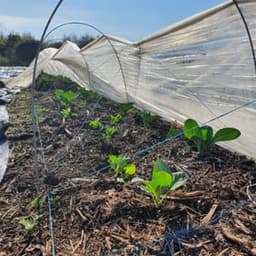 Les Légumes d'Hortense #6