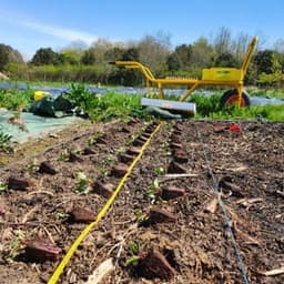 Les Légumes d'Hortense #5