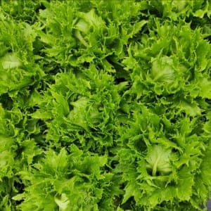 SALADE BATAVIA REINE DES GLACES