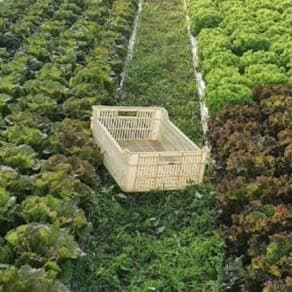 SALADES VARIEES AU KILO