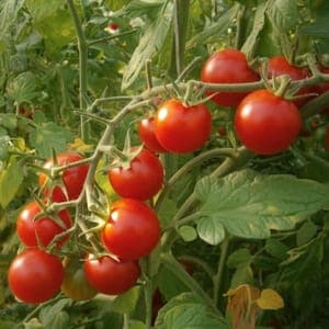 Plant Tomate cerise