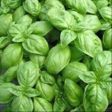 Basilic Genovese