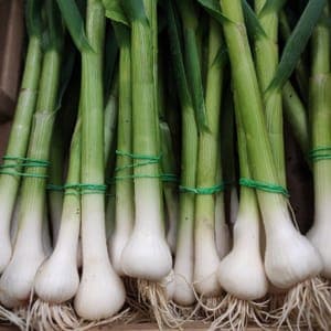AIL NOUVEAU BOTTE