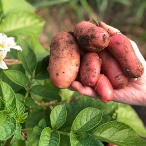 Pomme de terre nouvelle Rosabelle