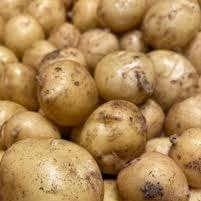 Pomme de terre nouvelles "Mona Lisa"