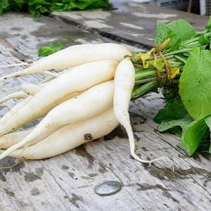 Radis glaçon