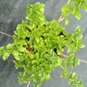 Menthe Pouliot