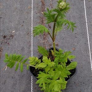 Valériane officinale