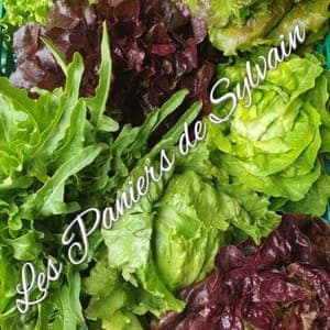 Lot 3 salades