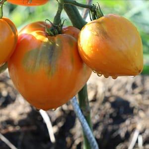 z Plant de Tomate Coeur de Boeuf Orange