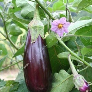 Plants d'Aubergines "Violette de Toulouse