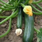 Plants de Courgette verte