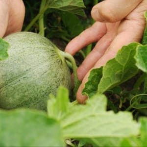 Plants de fruits Melon charentais